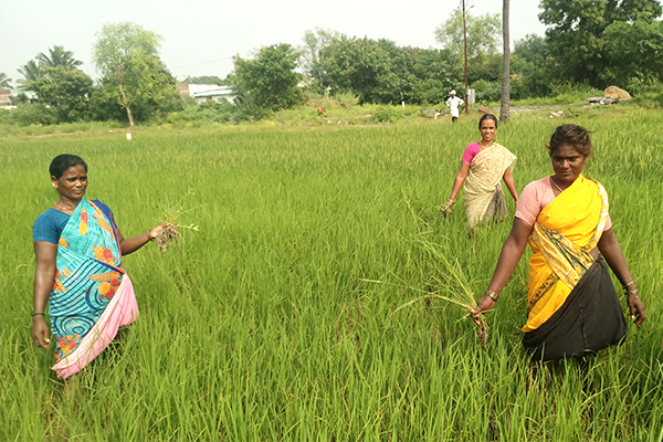 Livelihood training for economic independence of Irular women. 